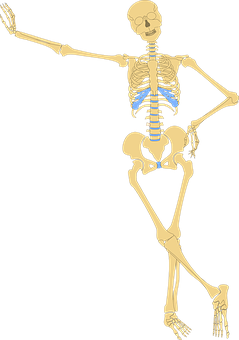 A Skeleton With Blue Veins