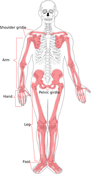 A Skeleton With Red And White Bones