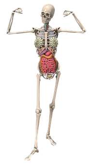 A Human Skeleton With Internal Organs