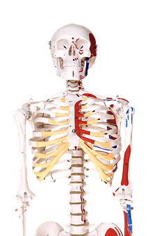A Skeleton Model With Red And Blue Veins