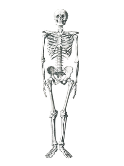 A Skeleton Standing In The Dark