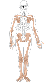 A Skeleton Of A Person