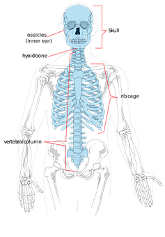 A Skeleton With Red Arrows Pointing To The Side