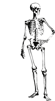 A Skeleton In The Dark