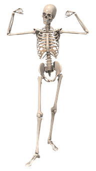 A Skeleton Standing On A Black Background