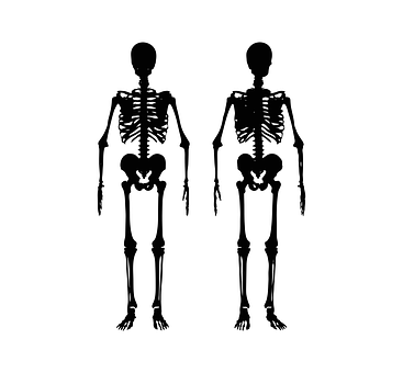 A Couple Of Skeletons Of A Man And Woman
