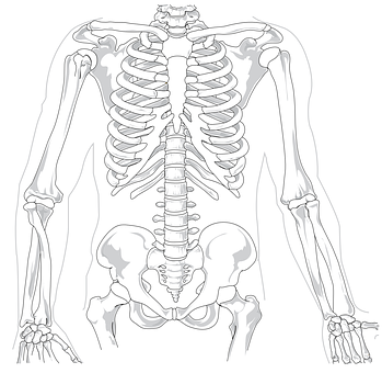 A Skeleton With The Back Of The Body