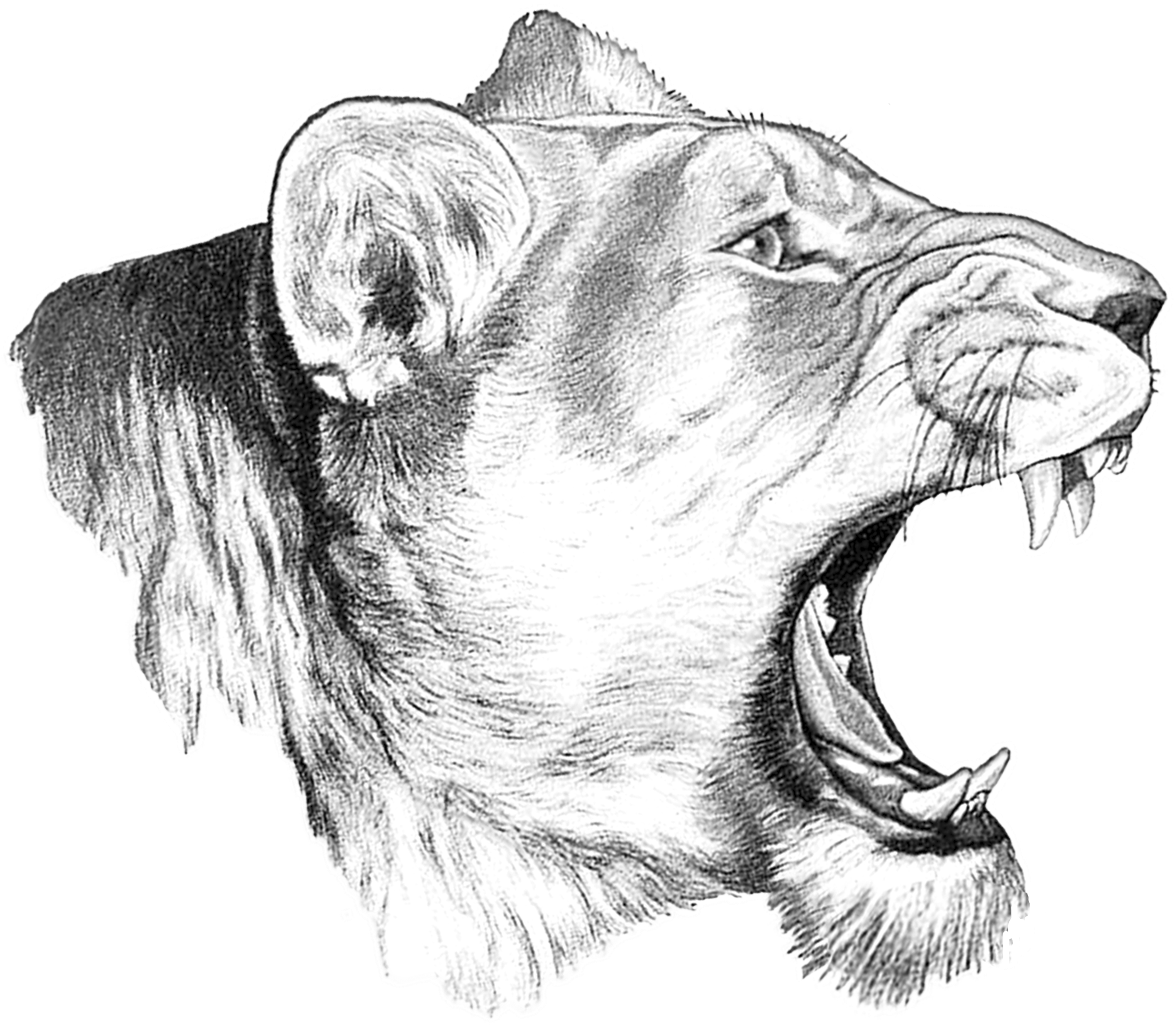 A Drawing Of A Lion