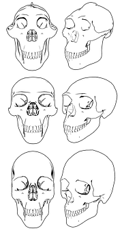 A Set Of Skulls With Different Teeth