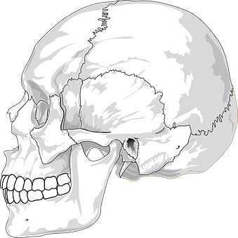 A Skull With The Lower Part Of The Skull