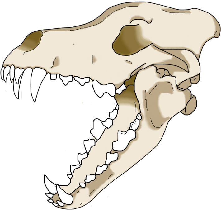 A Skull Of A Dog With Sharp Teeth