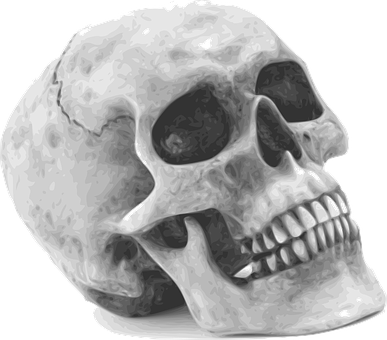 A Skull With Teeth And Mouth Open
