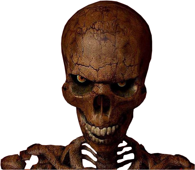 A Close Up Of A Skull
