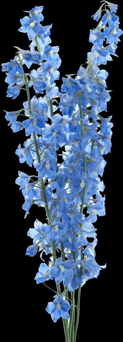 A Close-up Of A Blue Flower
