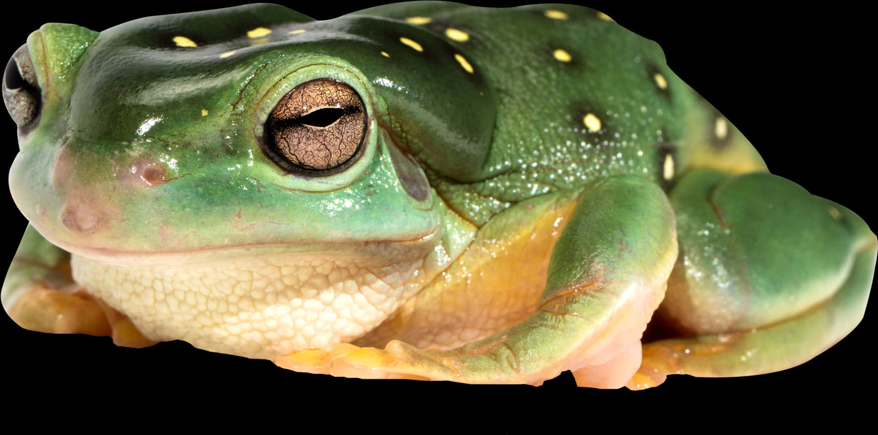 A Green Frog With Yellow Spots