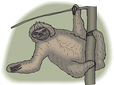 A Sloth From A Tree