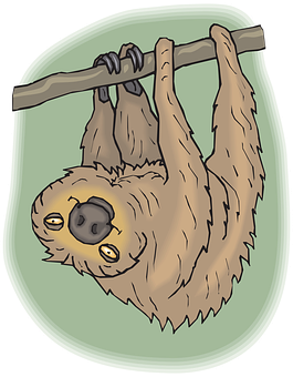A Sloth From A Tree Branch