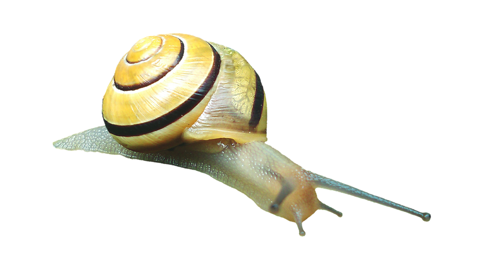 A Snail With A Yellow Shell