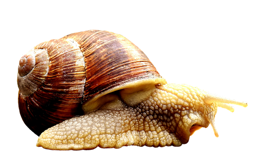 A Snail With A Shell On Its Shell
