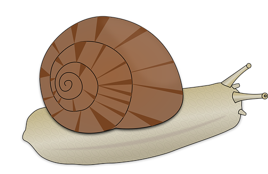 A Snail On A Banana