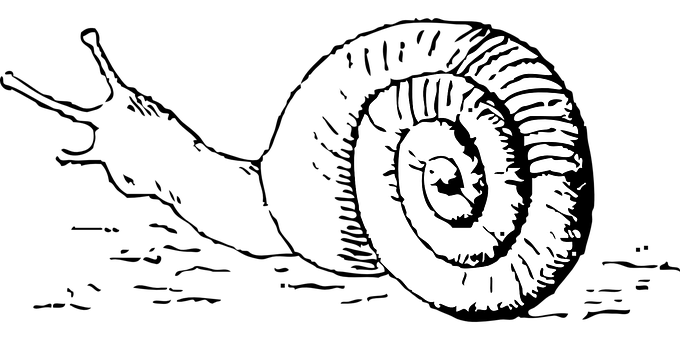 A White Spiral Shell On A Black Background