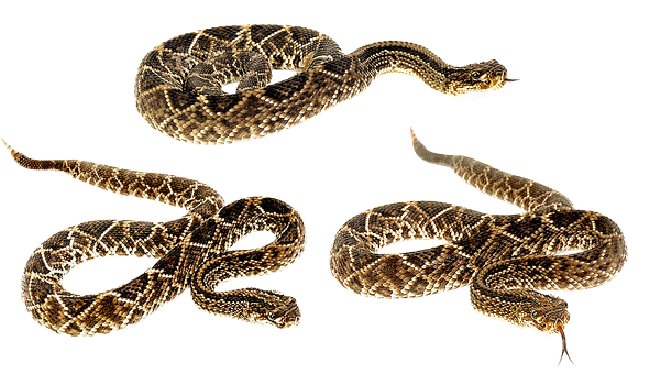 A Collage Of Snakes