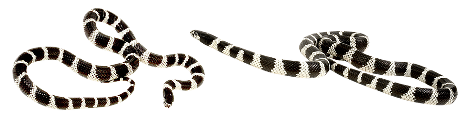 A Black And White Snake