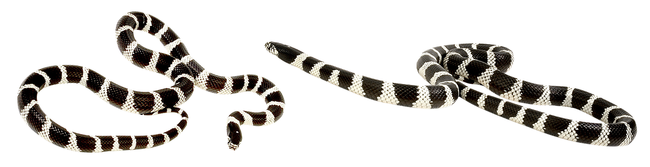A Black And White Striped Snake