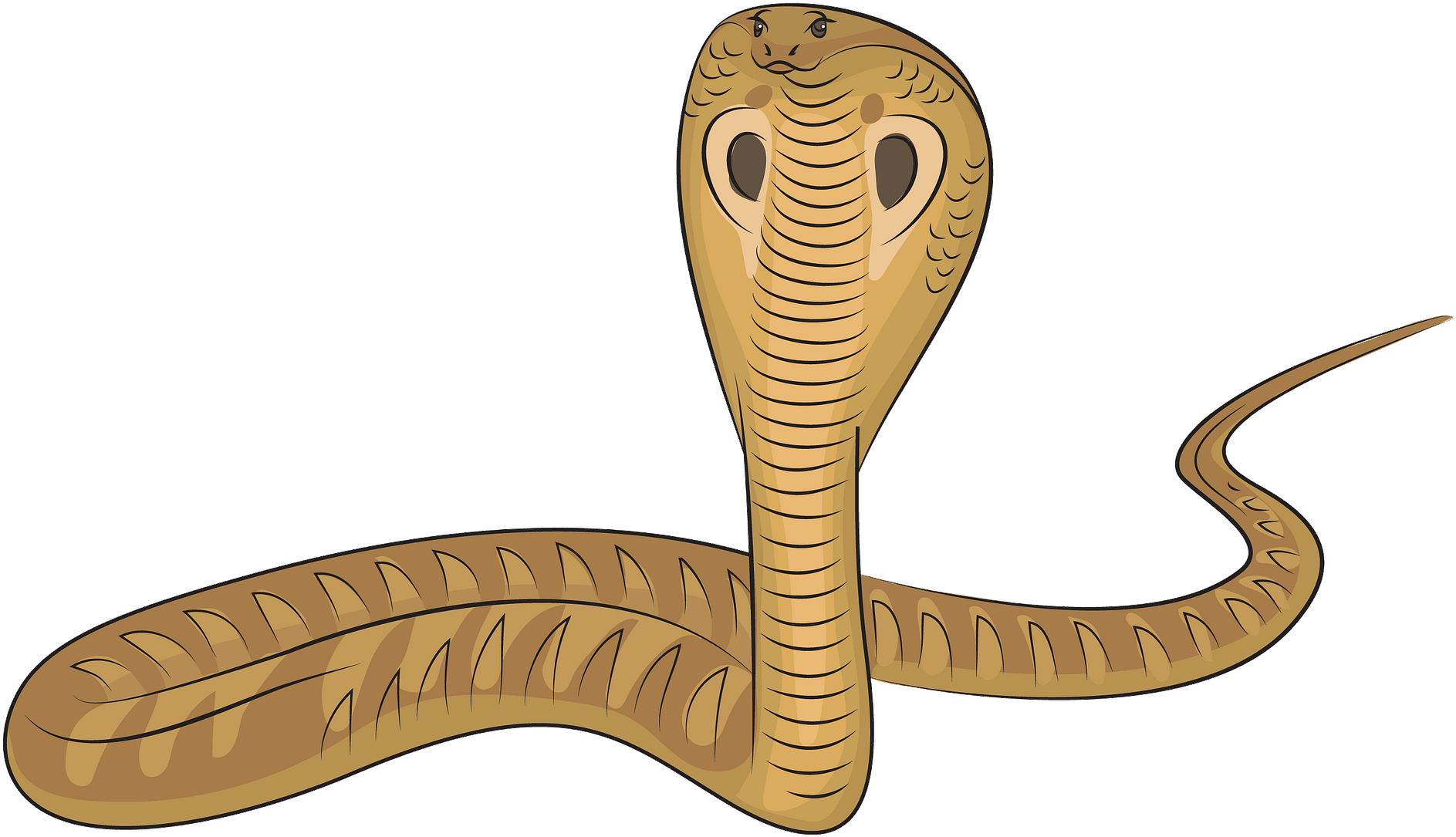 A Drawing Of A Cobra