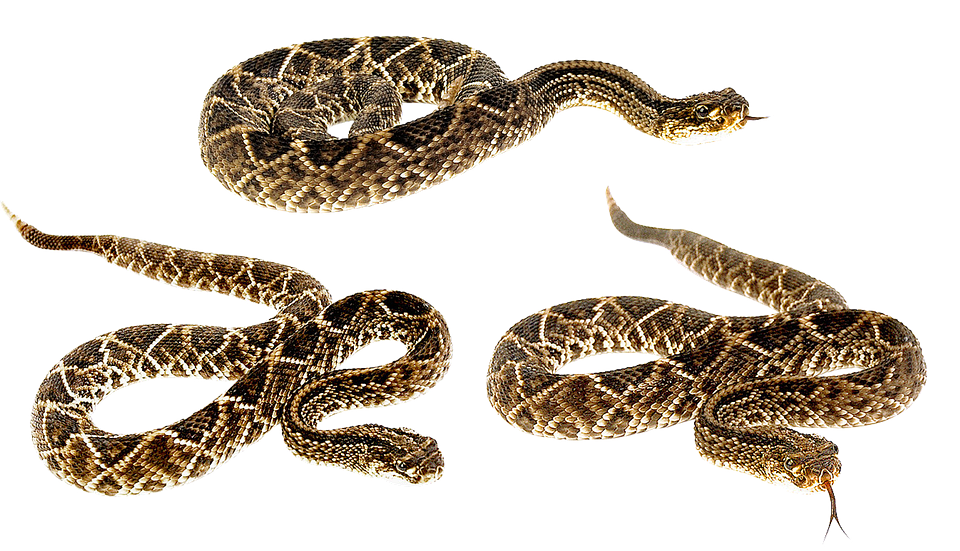 A Collage Of Snakes On A Black Background