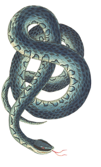 A Snake Coiled Up In A Circle