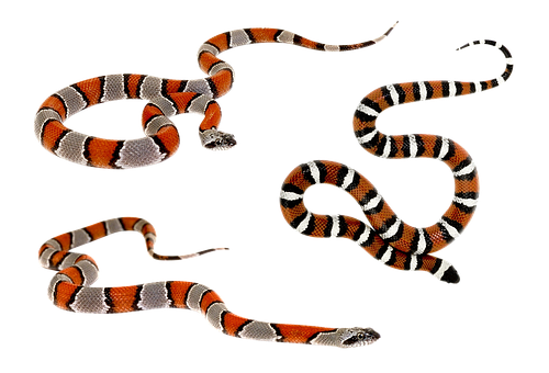 Several Snakes On A Black Background