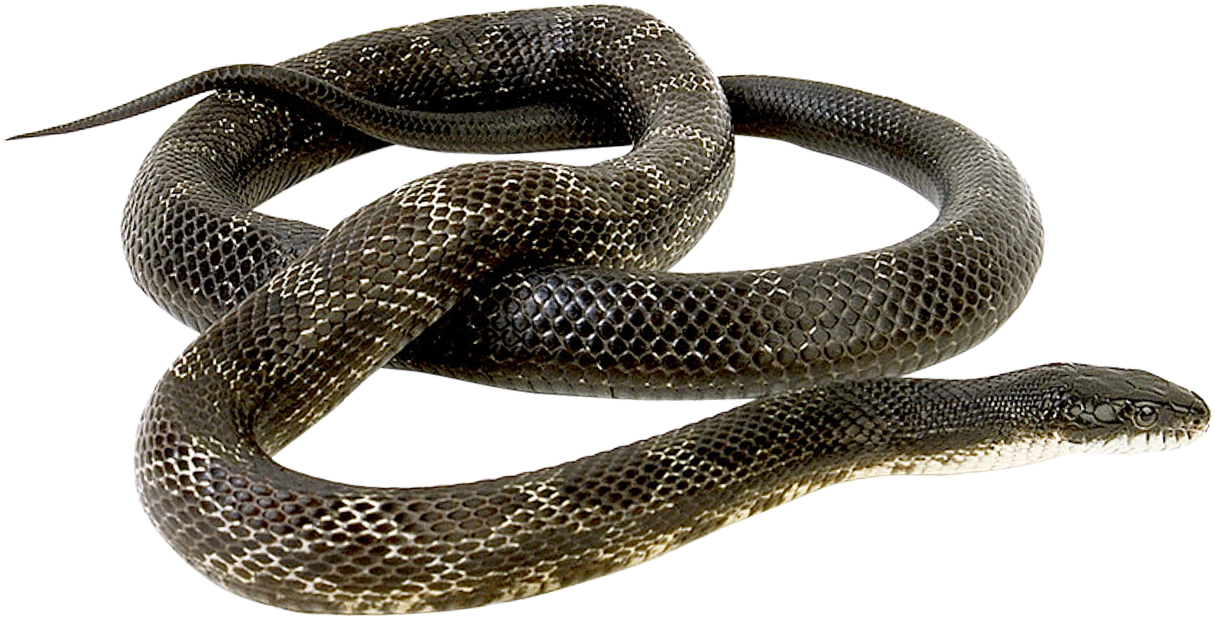 A Snake Coiled Up On A Black Background