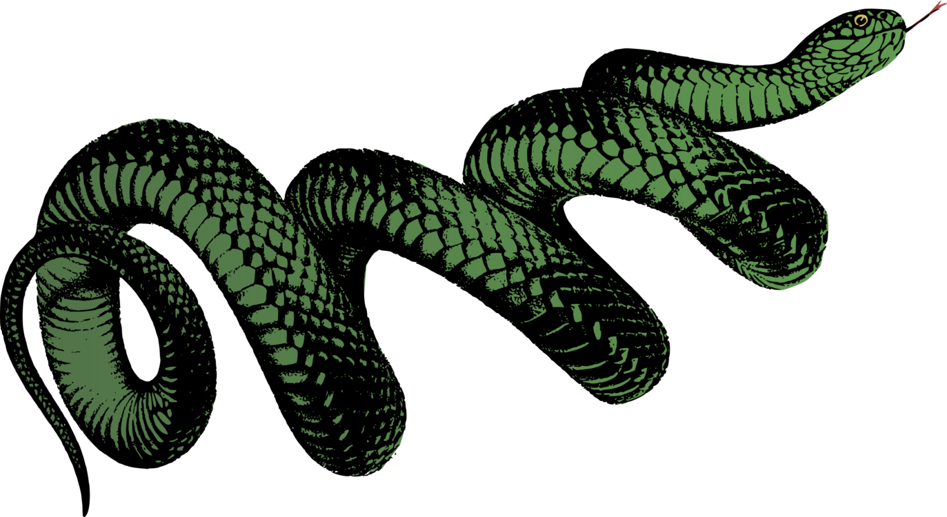 A Green Snake Coiled Up