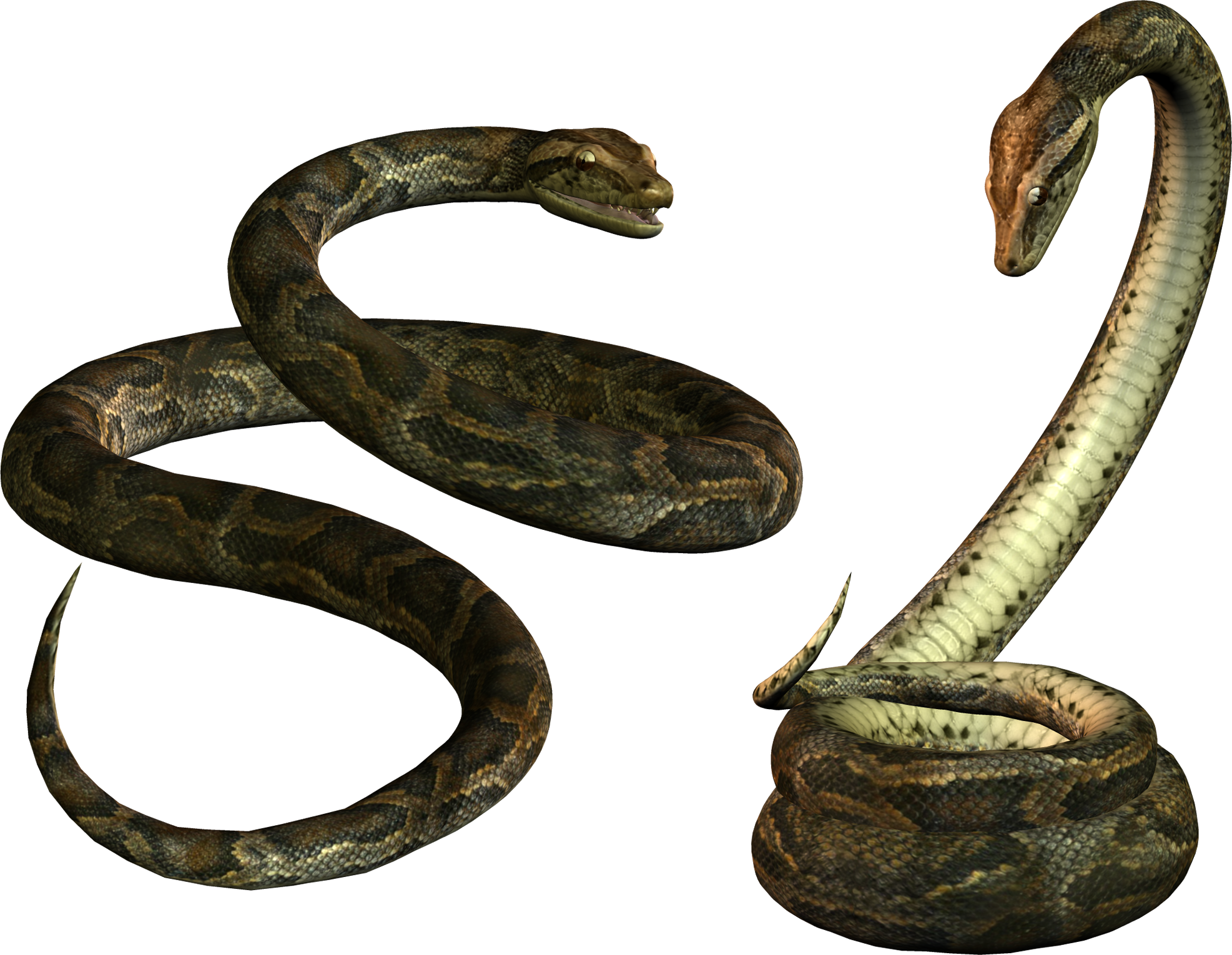 A Group Of Snakes On A Black Background