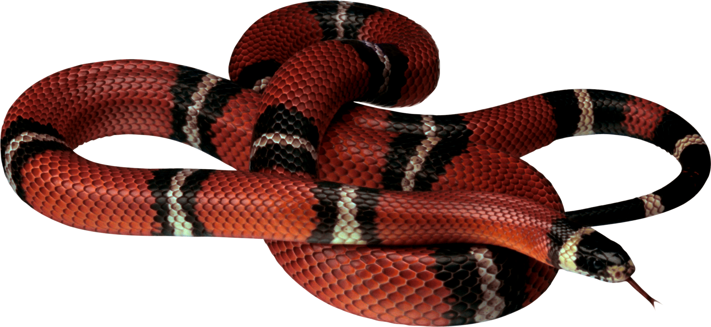 A Red And Black Snake