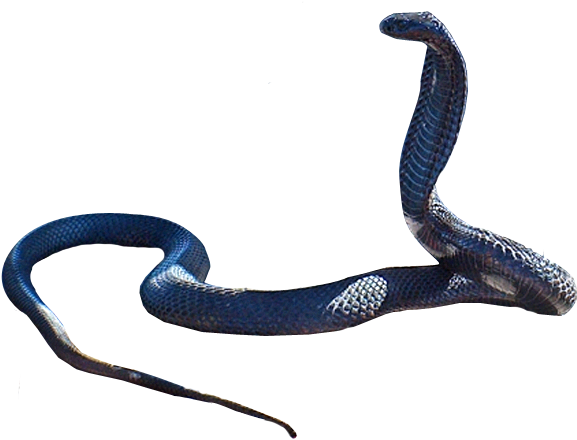 A Blue Snake With A Long Tail