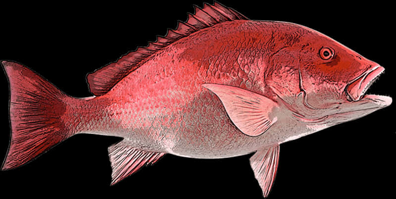 Snapper Cape Canaveral Fishing - Red Snapper Clipart, Hd Png Download