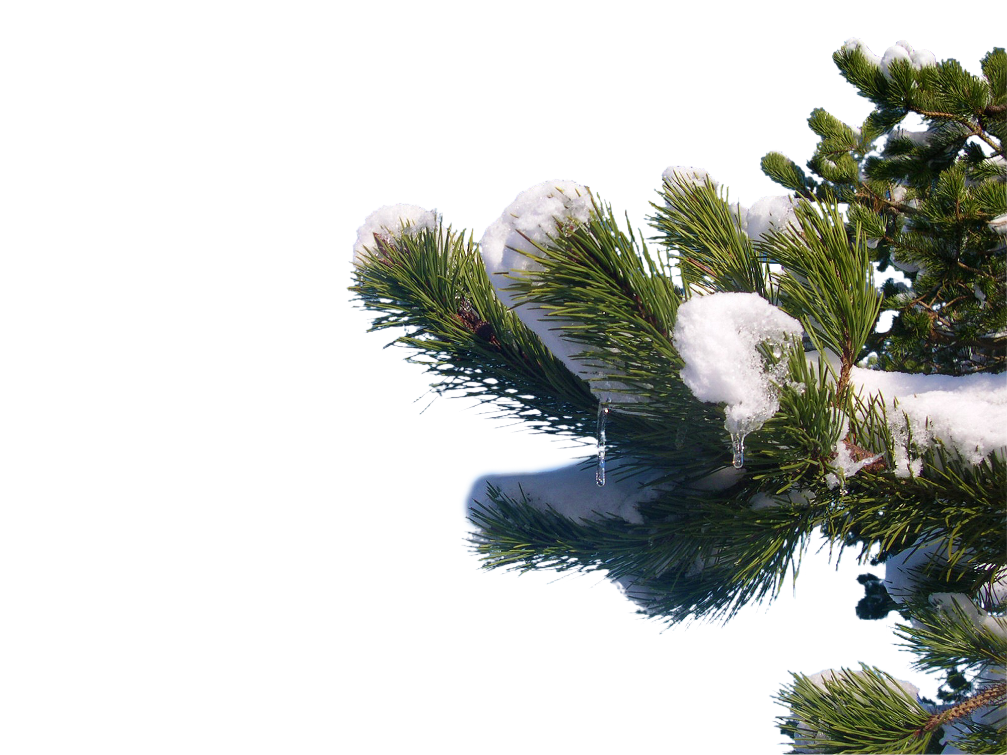 A Snow On A Pine Tree Branch