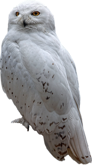 A White Owl With Black Spots