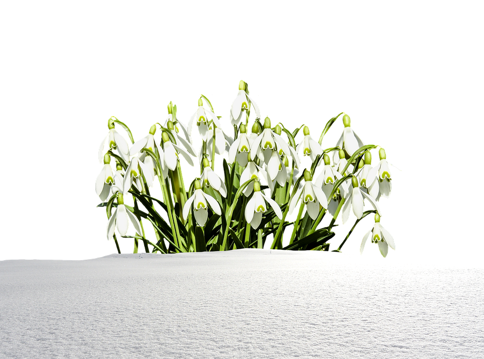 A Group Of White Flowers In Snow