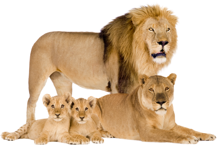 A Lion And Cubs Standing Together