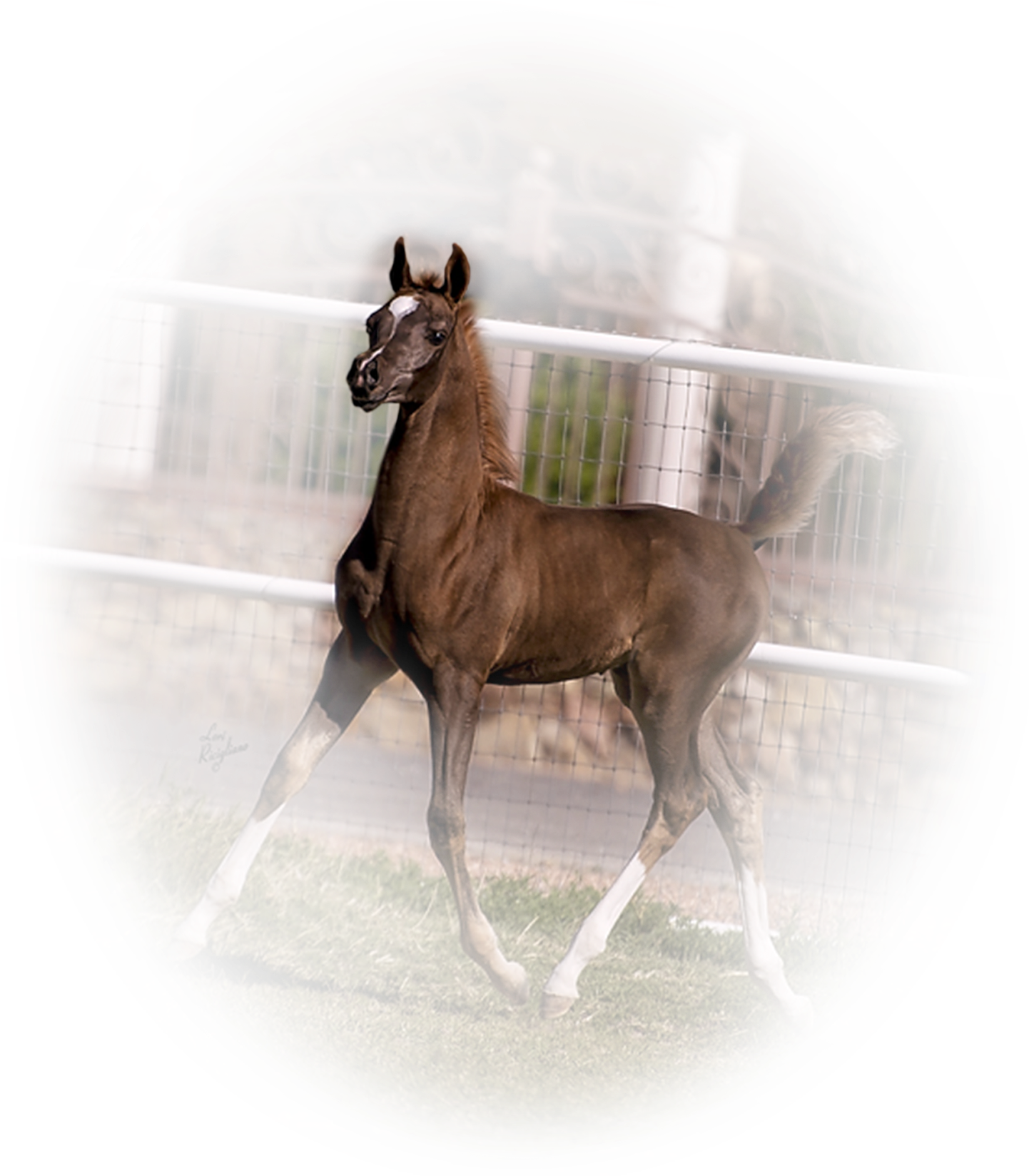 A Horse Running In A Fenced Area