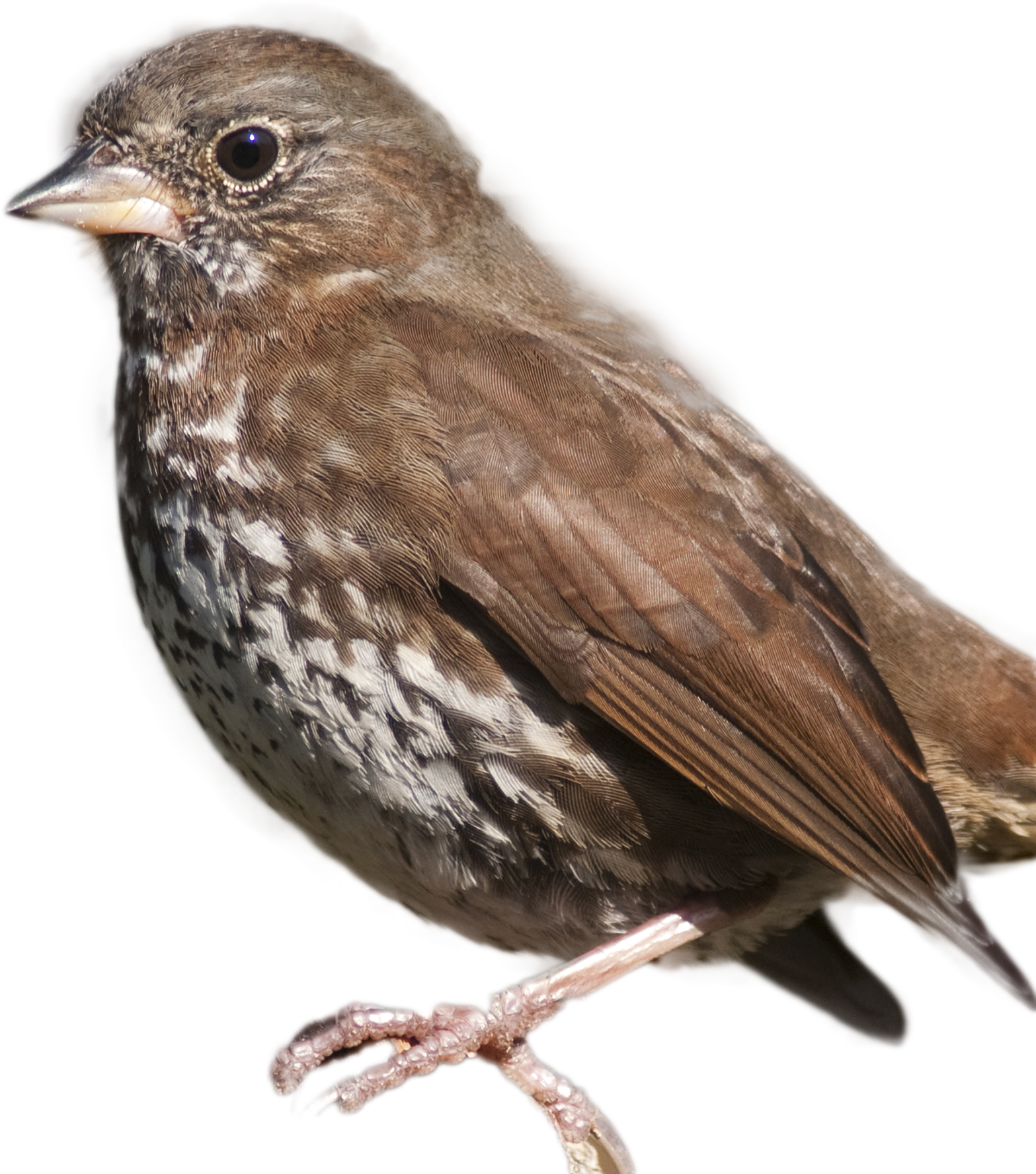 Sparrow Png 1567 X 1775