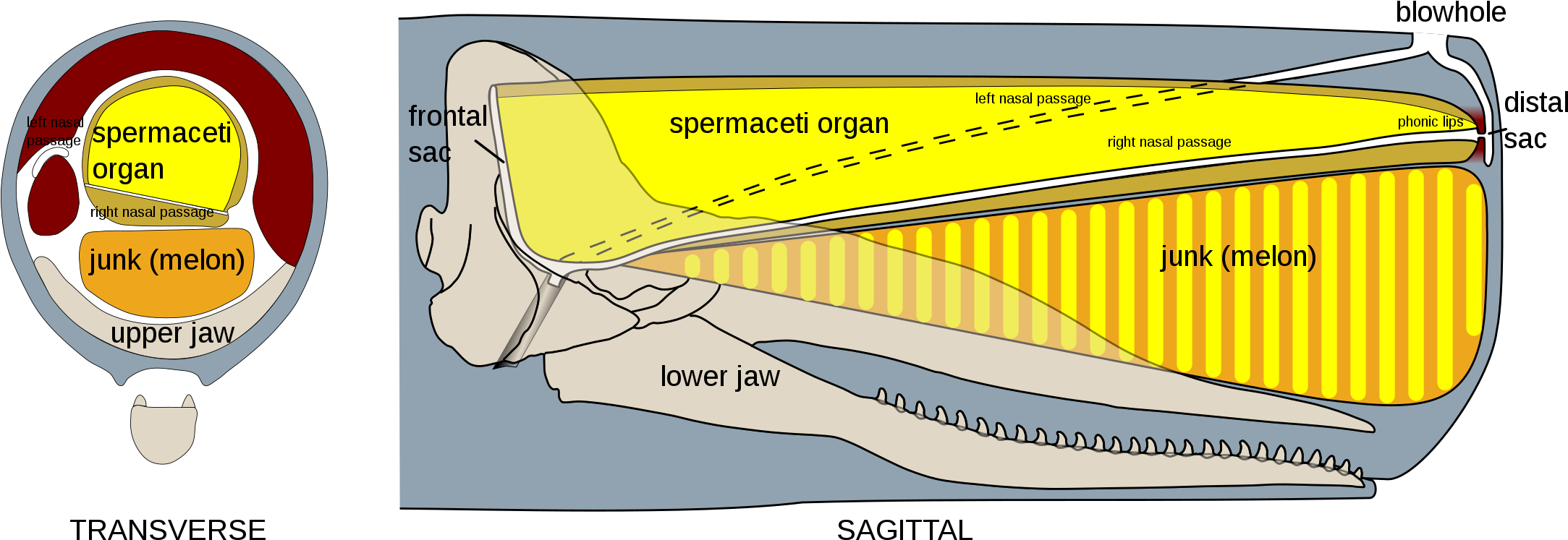 A Diagram Of A Skeleton