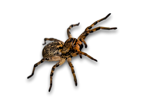 A Spider With Large Legs