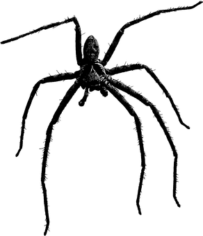 A Spider With Long Legs