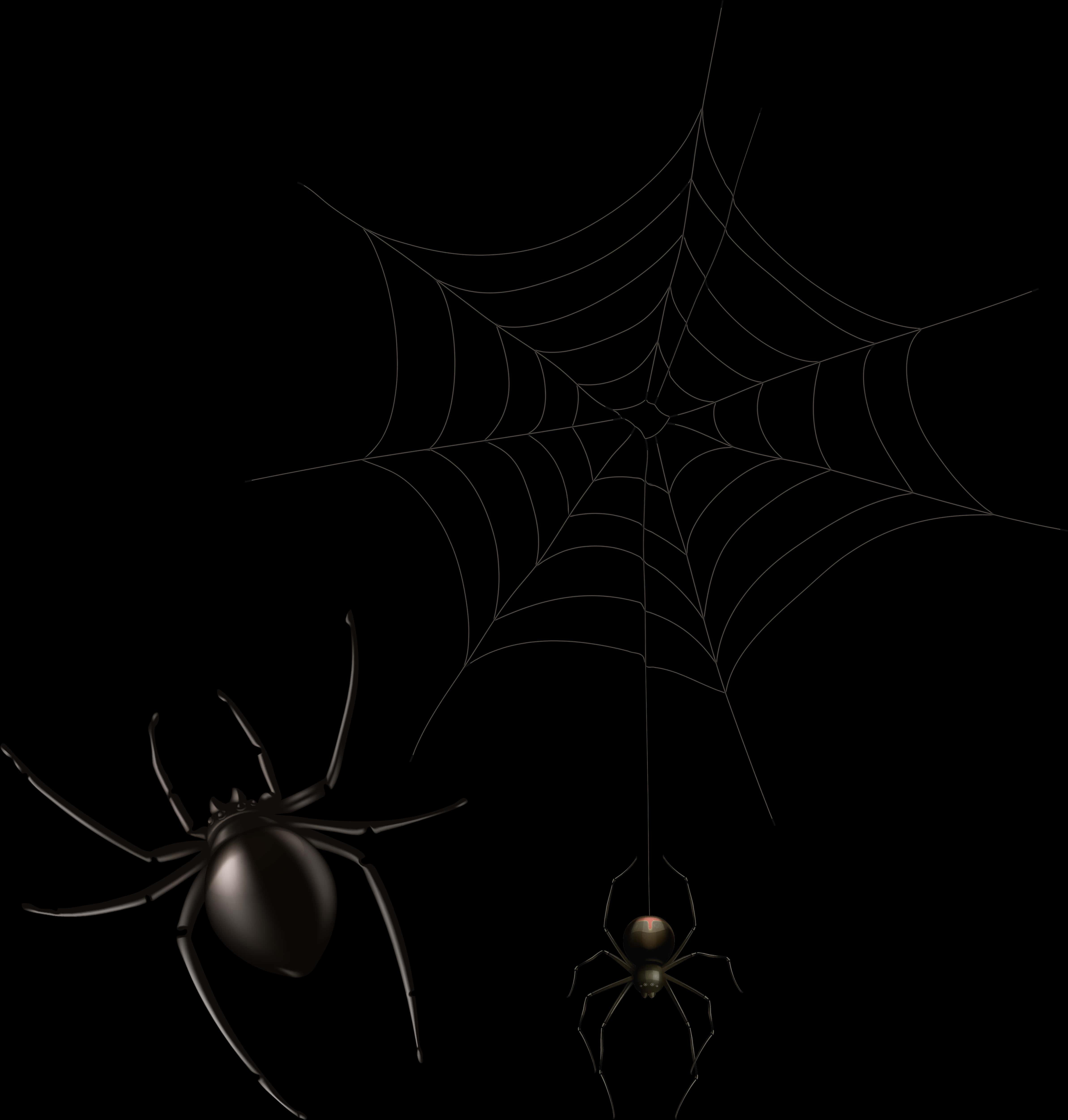 A Spider And A Web