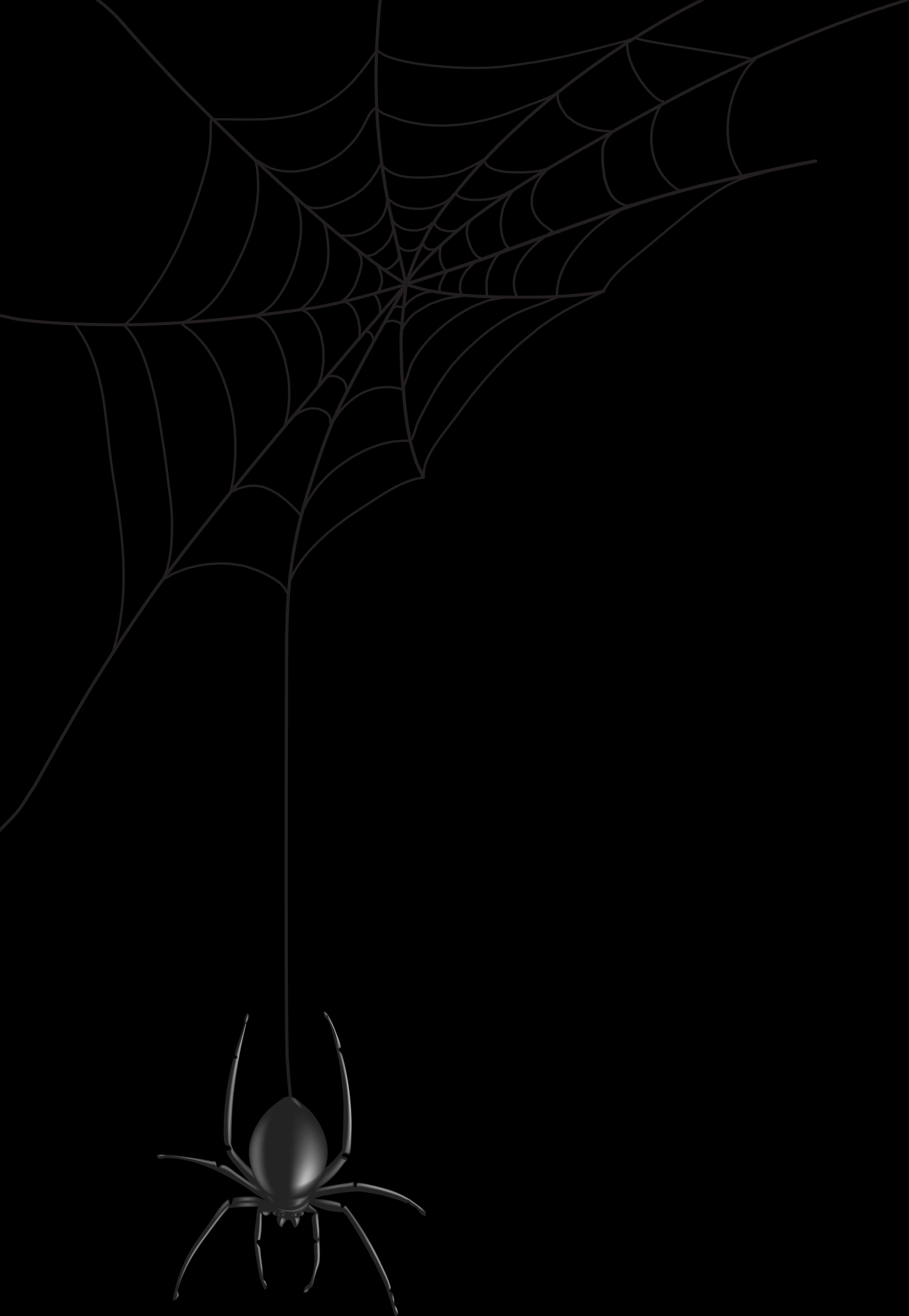 A Spider From A Web