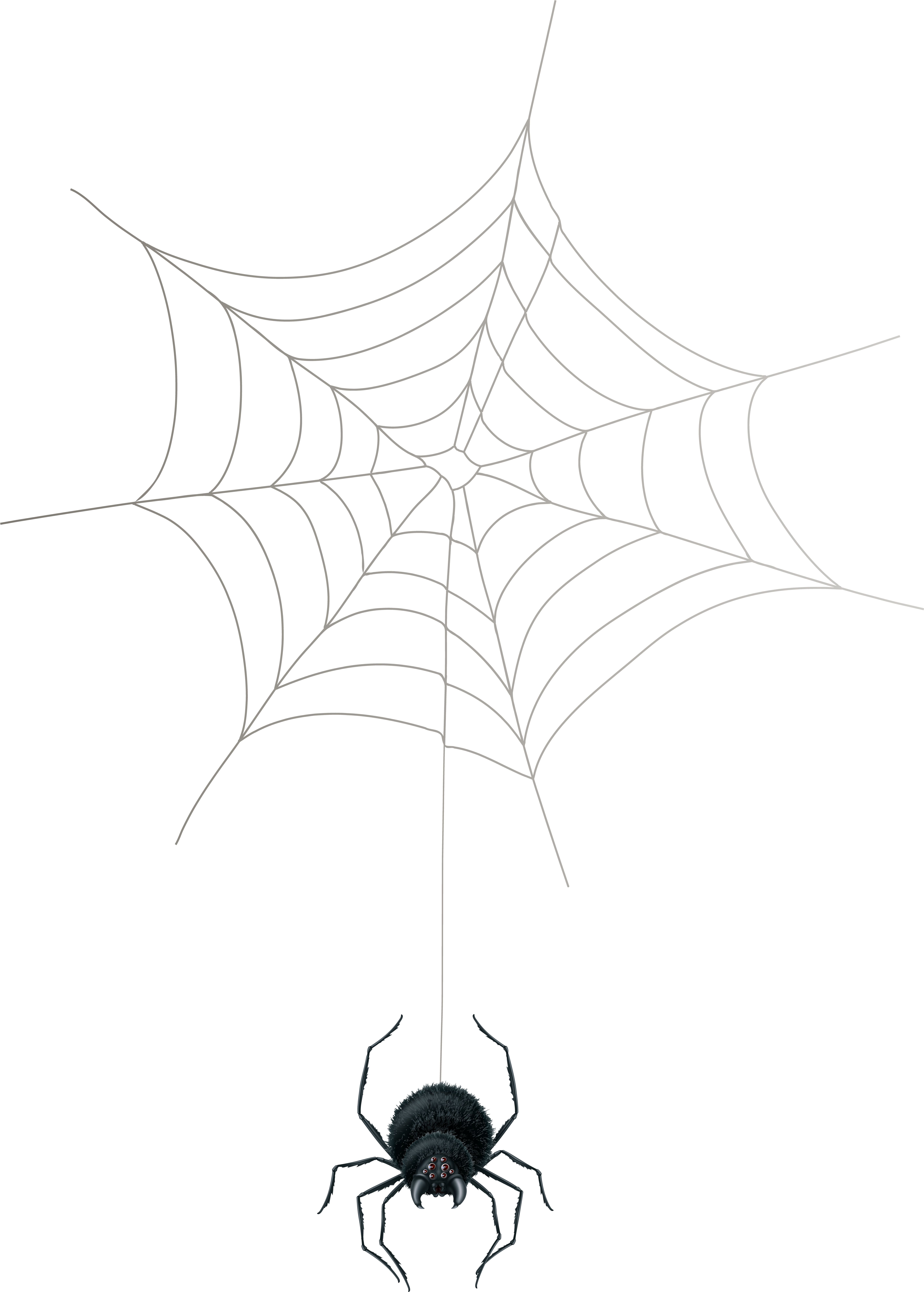 Spider Webs Png 5668 X 7923